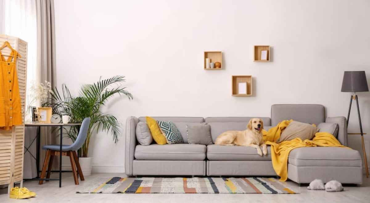 living room sofa with a dog sitting there