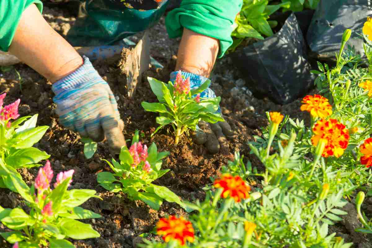 Native Plants And Flowers