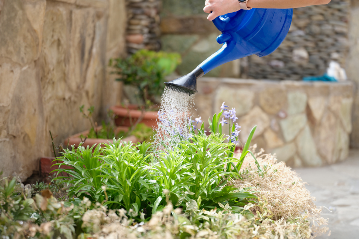 Use a watering can to water indoor plan