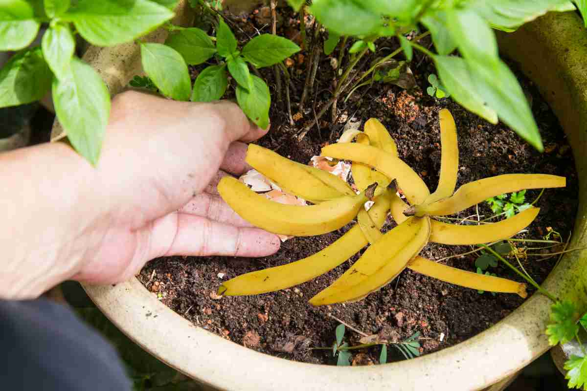 Banana peel helps in supplying potassium to plants