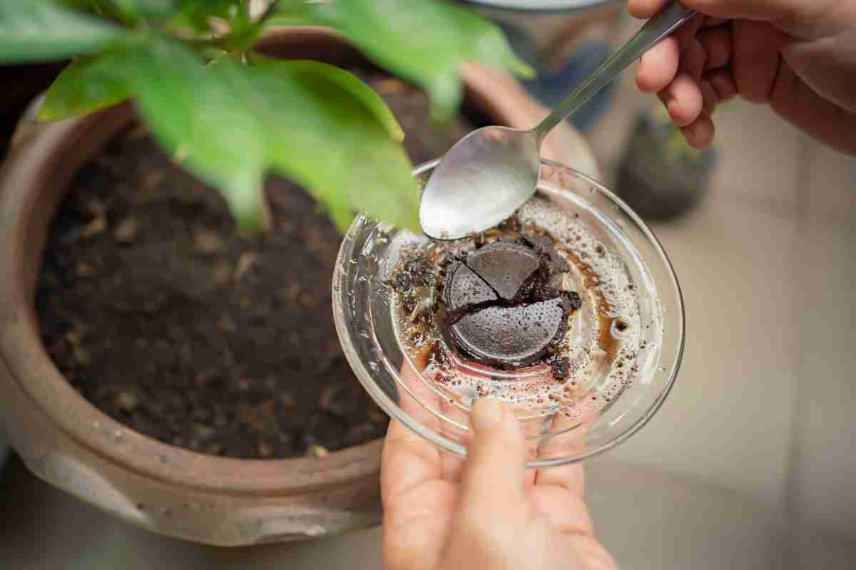 Coffee grounds spread on soil         