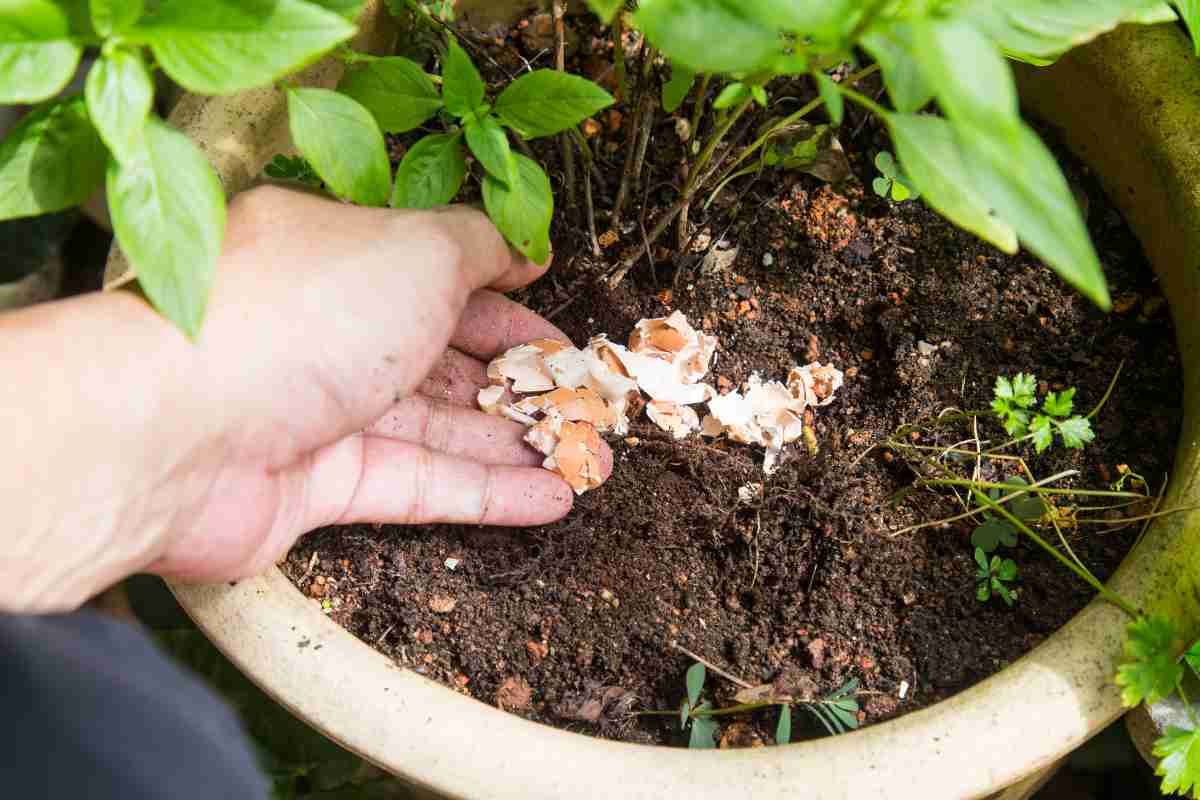 Crushed egg shells in the plant soil