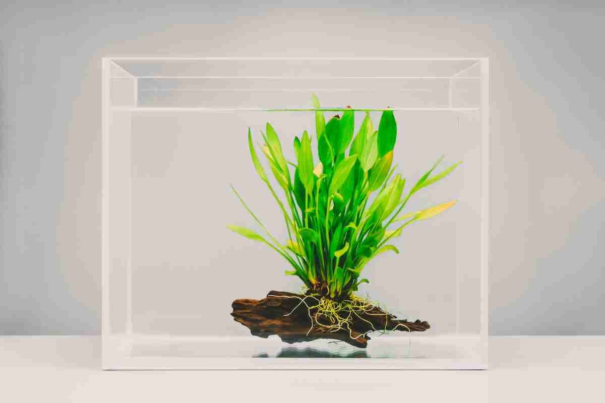 Fish tank water can be used as a plant fertilizer            