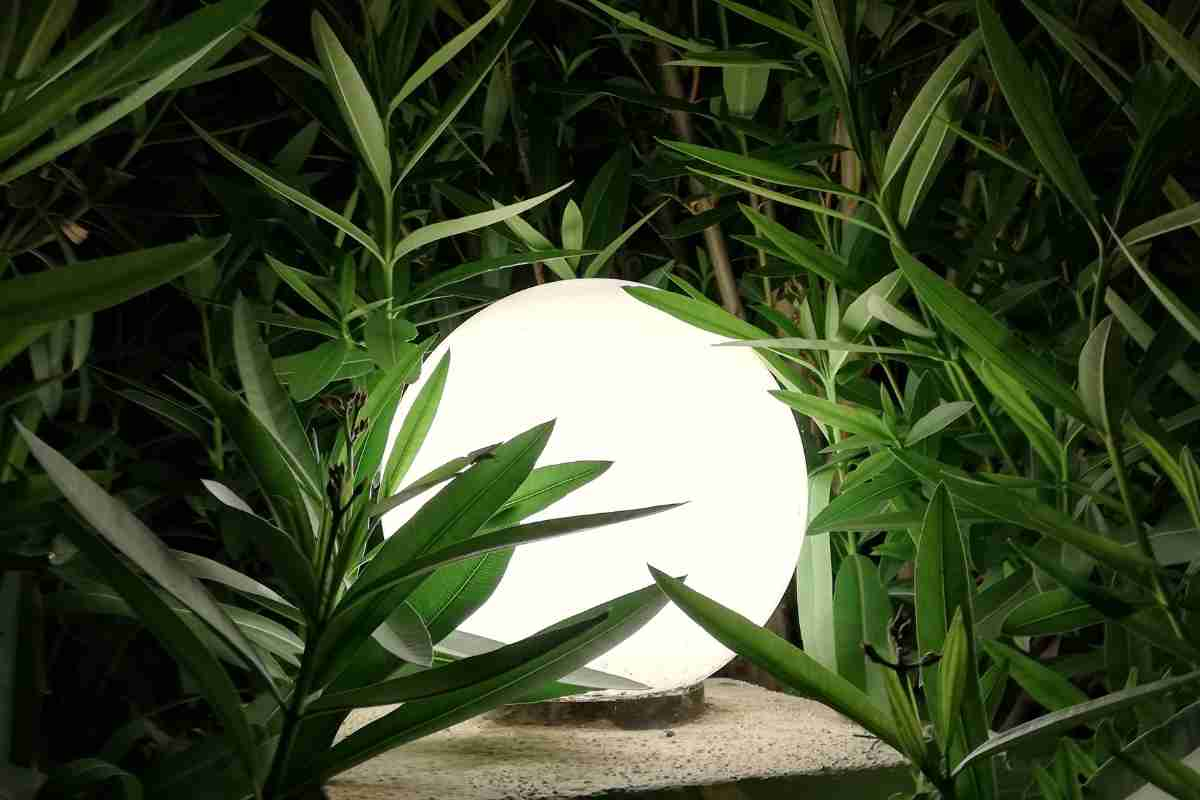 Lit-up orbs nestled in the foliage at the base of a tree