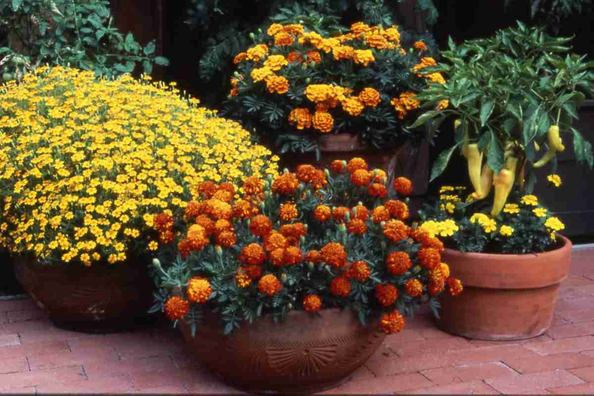  Marigolds are mosquito repelling plants