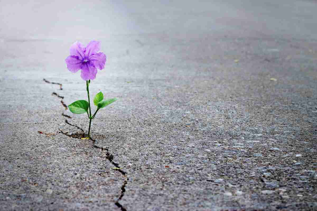 Plant growing in a wall crack  