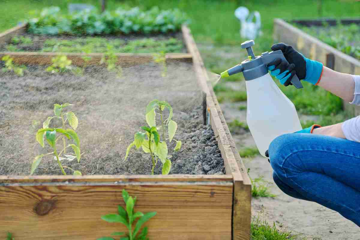 Use a vinegar spray to kill weed