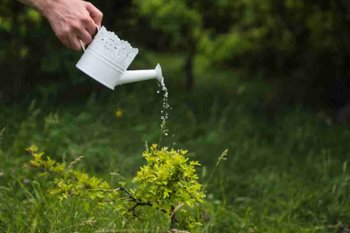 Use boiling water to kill weeds