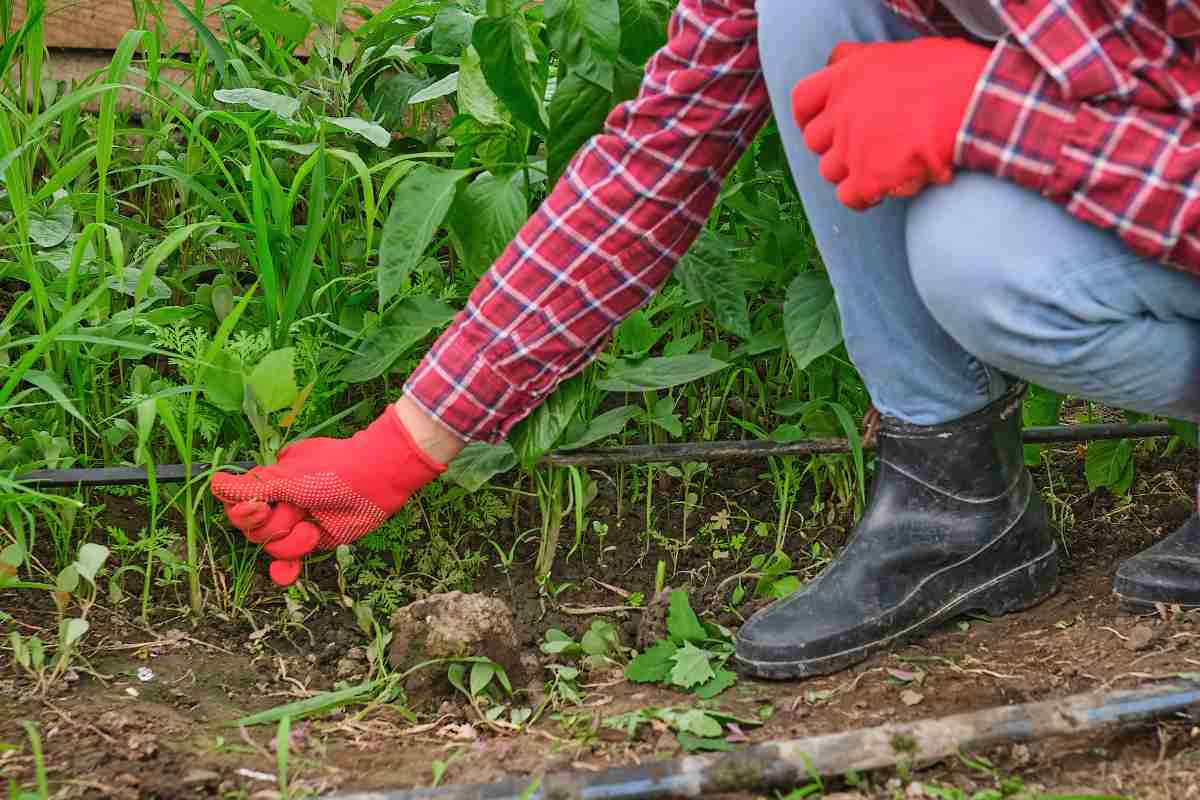 Weed out unwanted plants by hand           