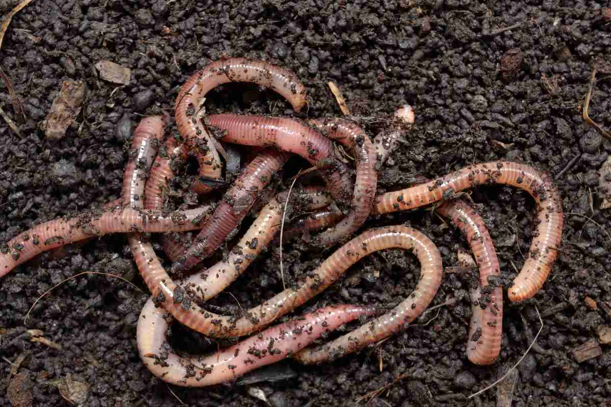 Beneficial insects like earthworms act as natural pest killers in the garden