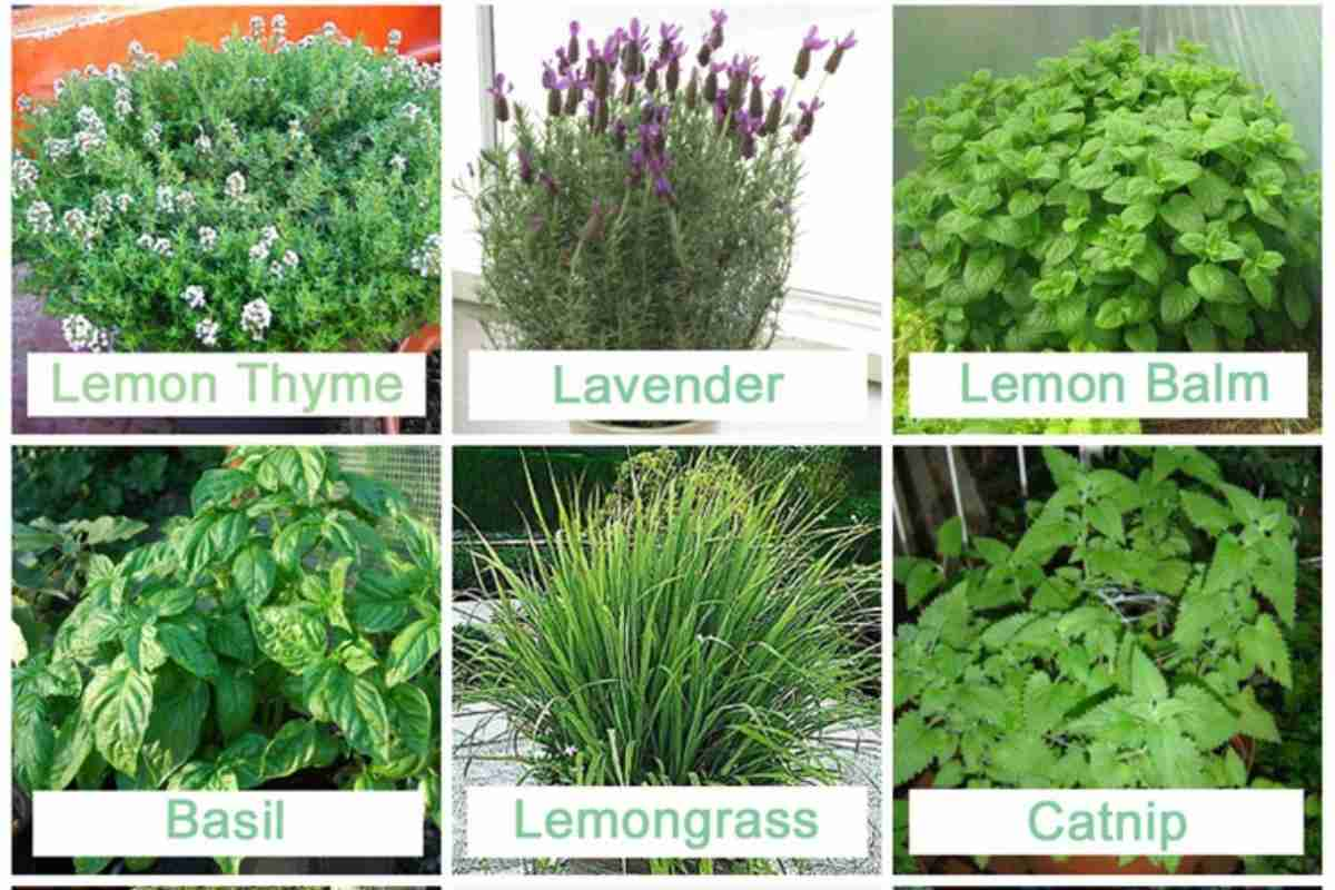 Grow Plants with Natural Mosquito Repellant Properties