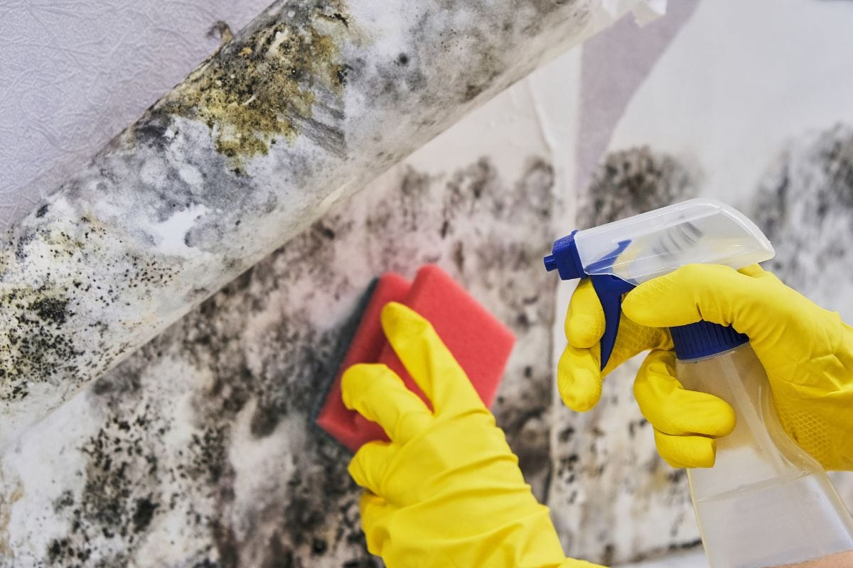 Cleaning Mold In Cupboards