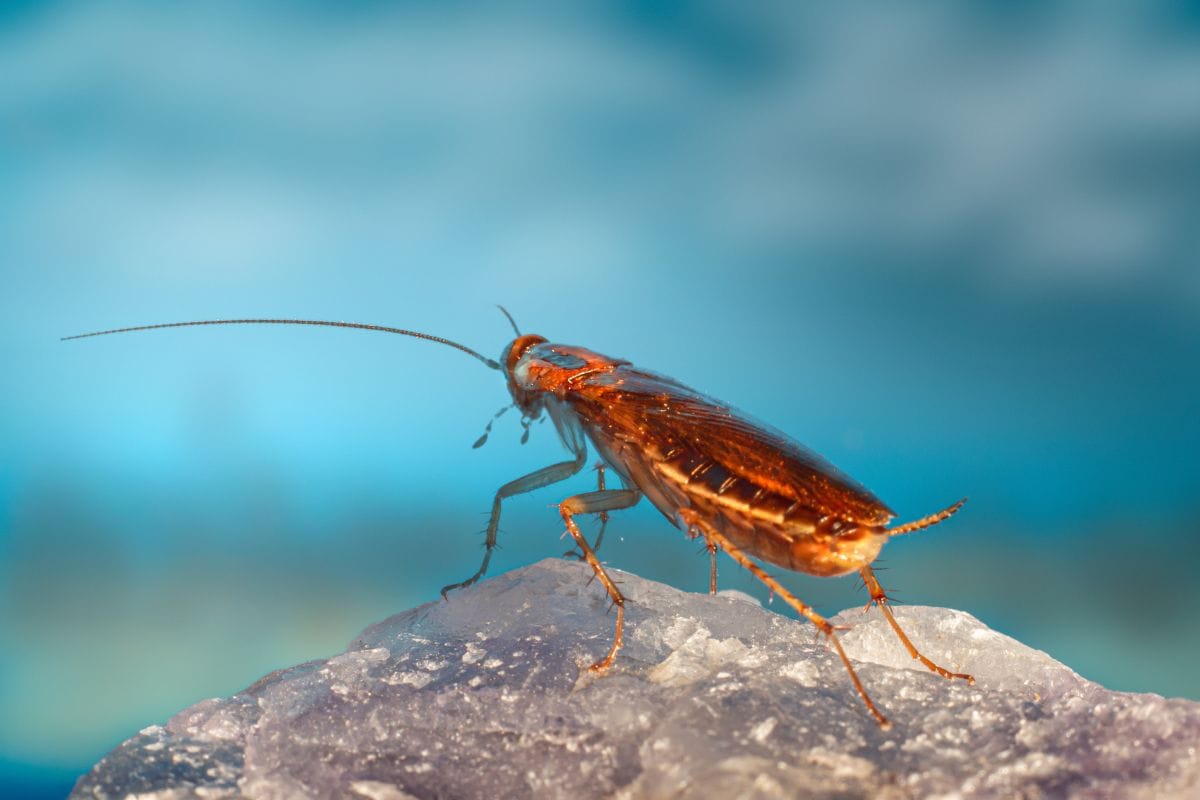 Termites Control : Common Questions asked by Homeowners