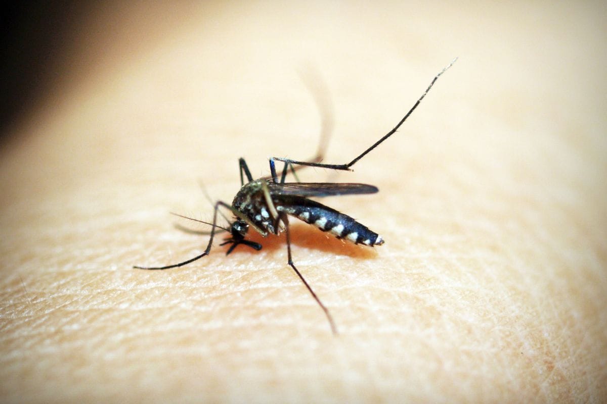 Get Rid of Mosquitoes 