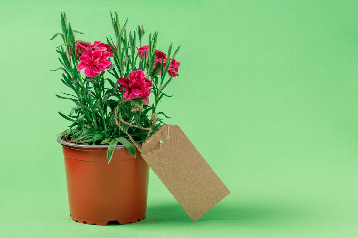 Green Gifts