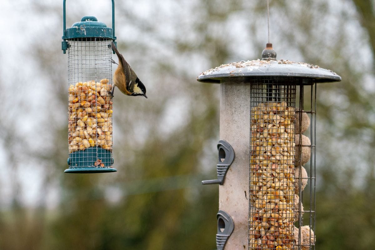 Install some bird feeders