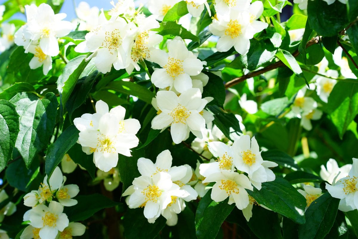 Jasmin Flower