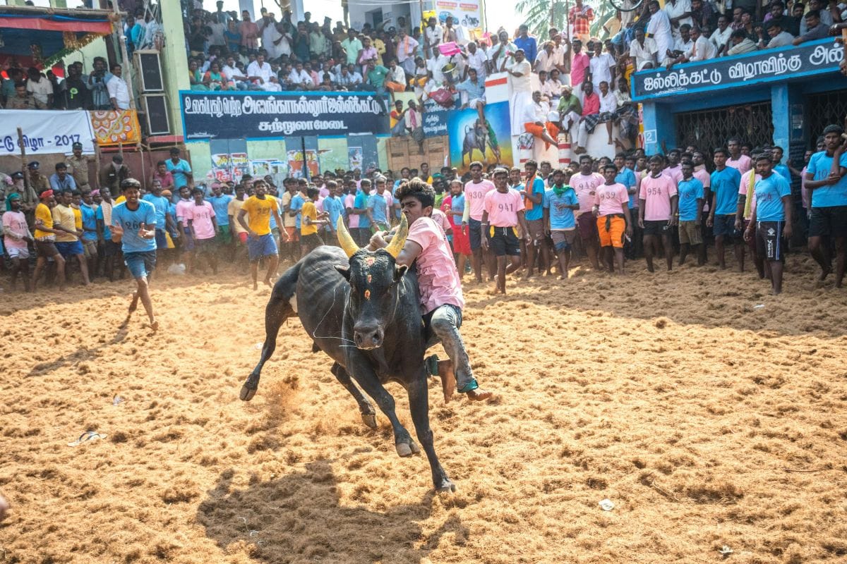 Mattu Pongal
