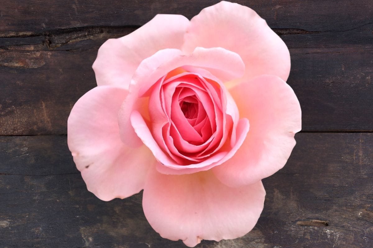 Paneer Rose