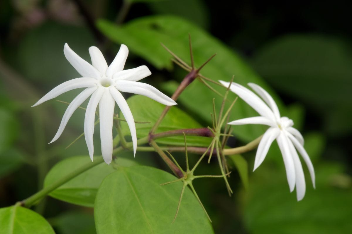 Raat Ki Rani Flower