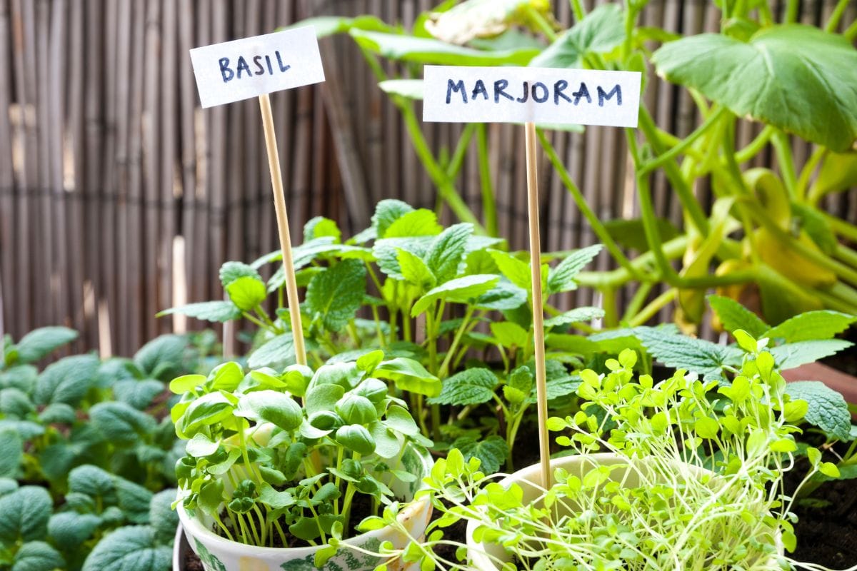 Reserve a area for herbs