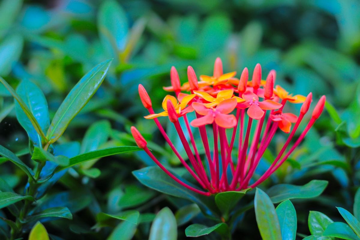 Rugmini Flower