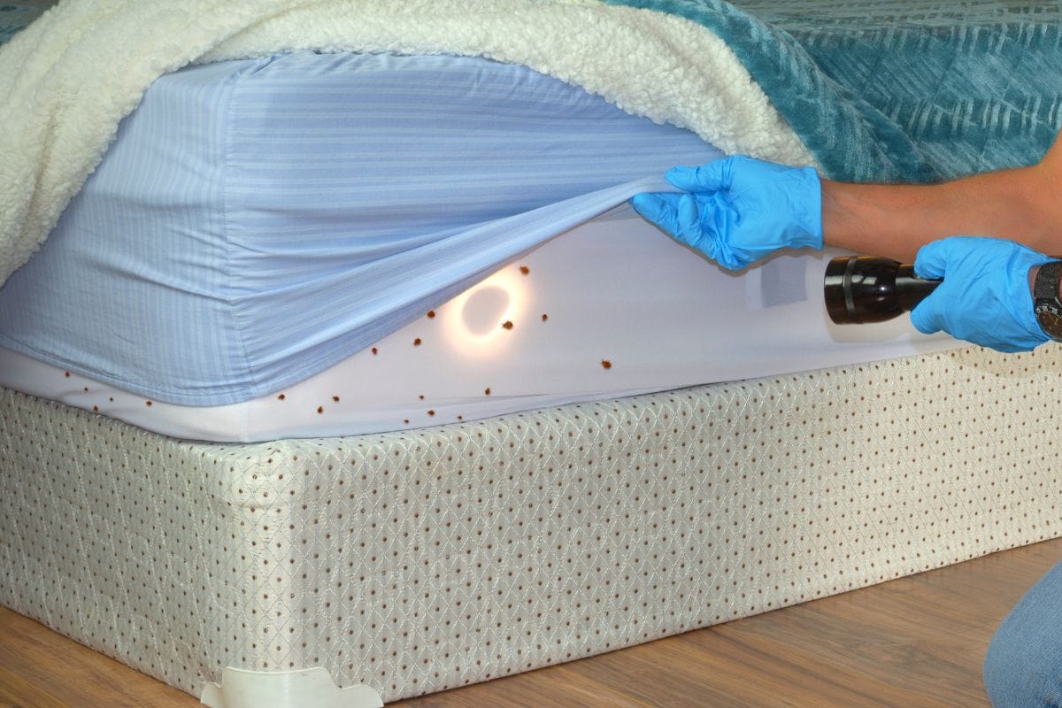 Signs of Infestation