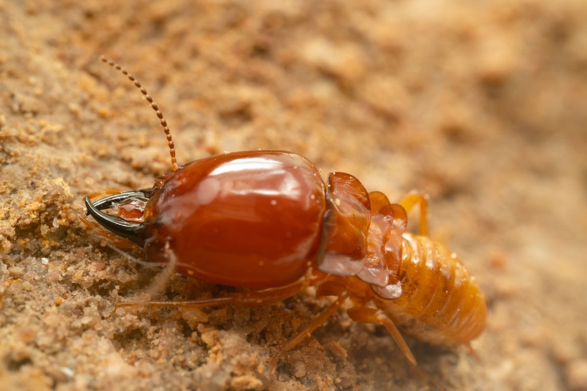 Termites Pest Control