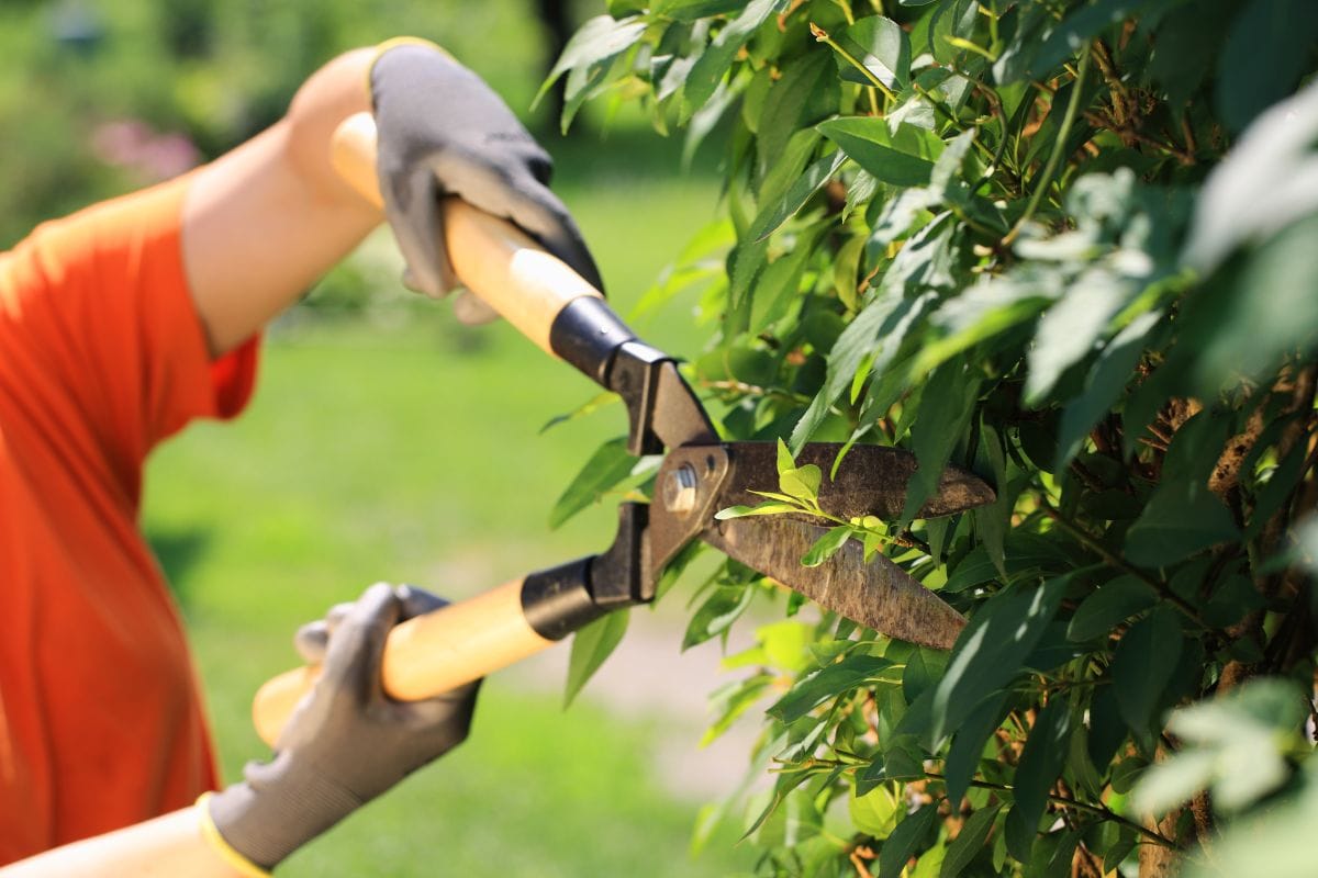Trim the hedges.
