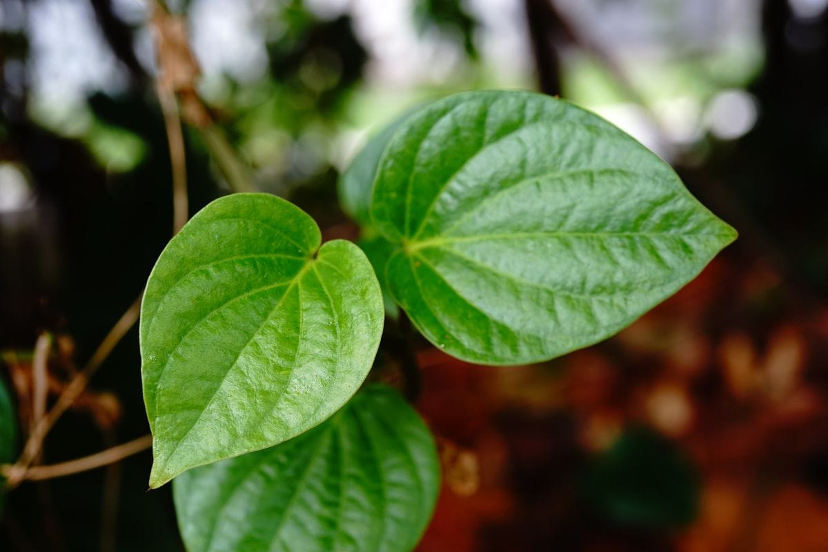 Ajwain and betel leaf