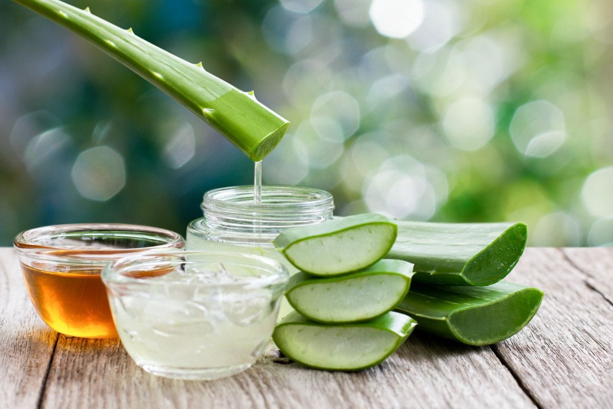 Aloe Vera or Ghritkumari