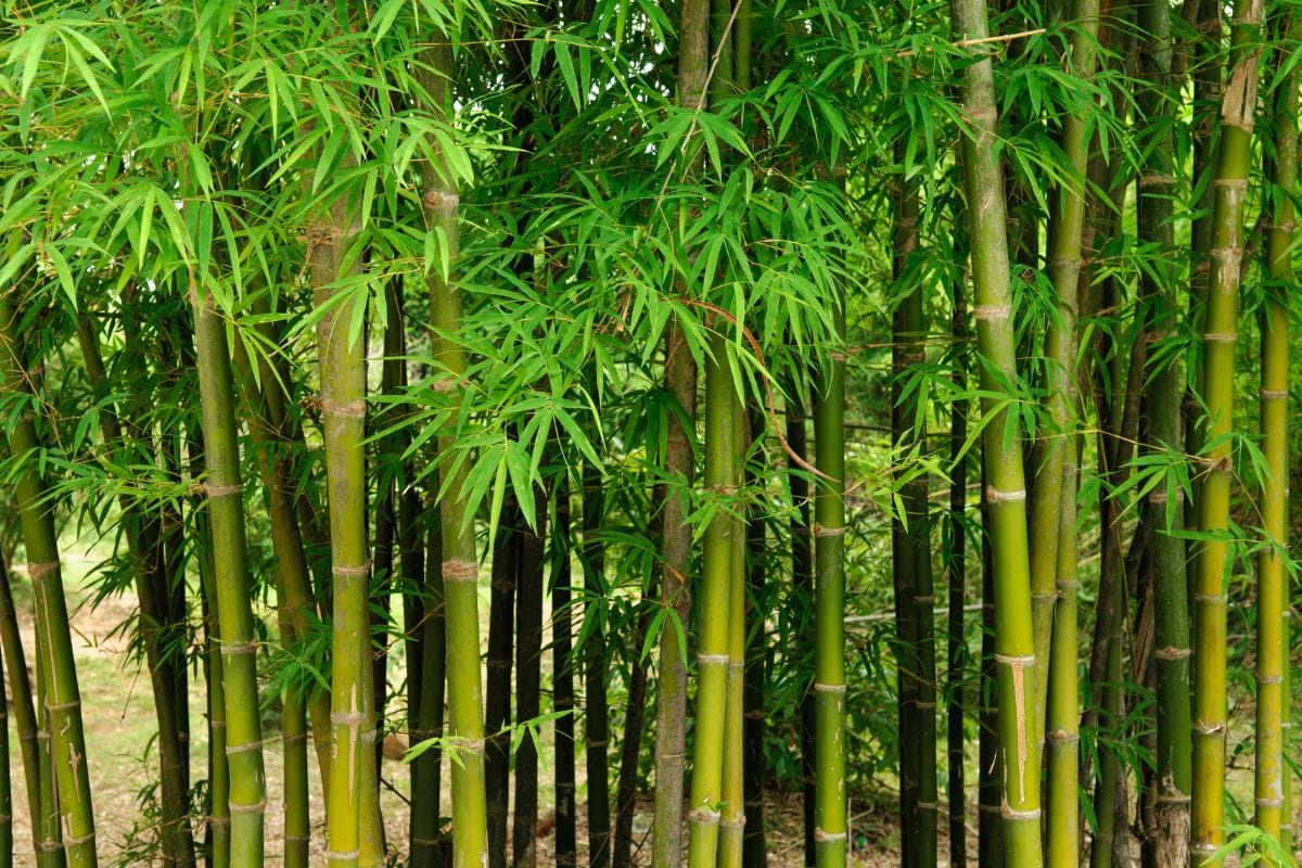 Bamboo Tree