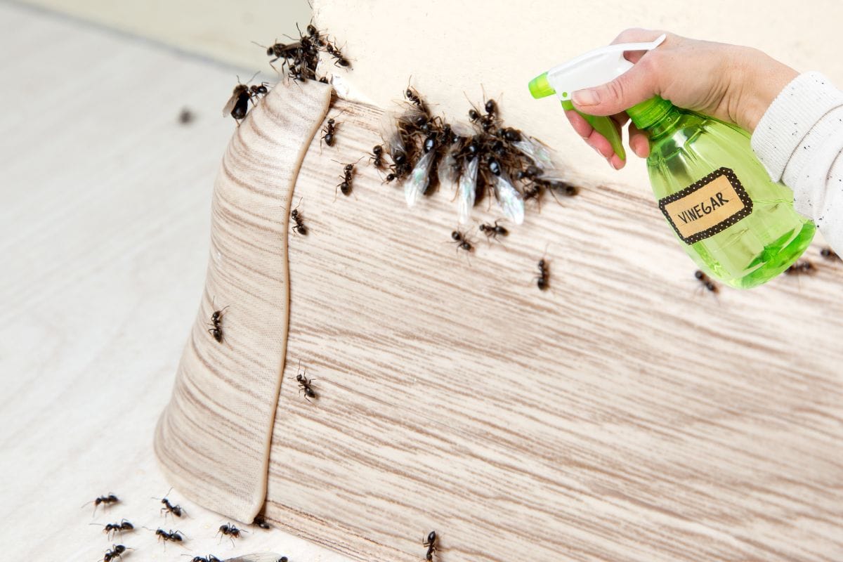 Banish uninvited sugar ants.