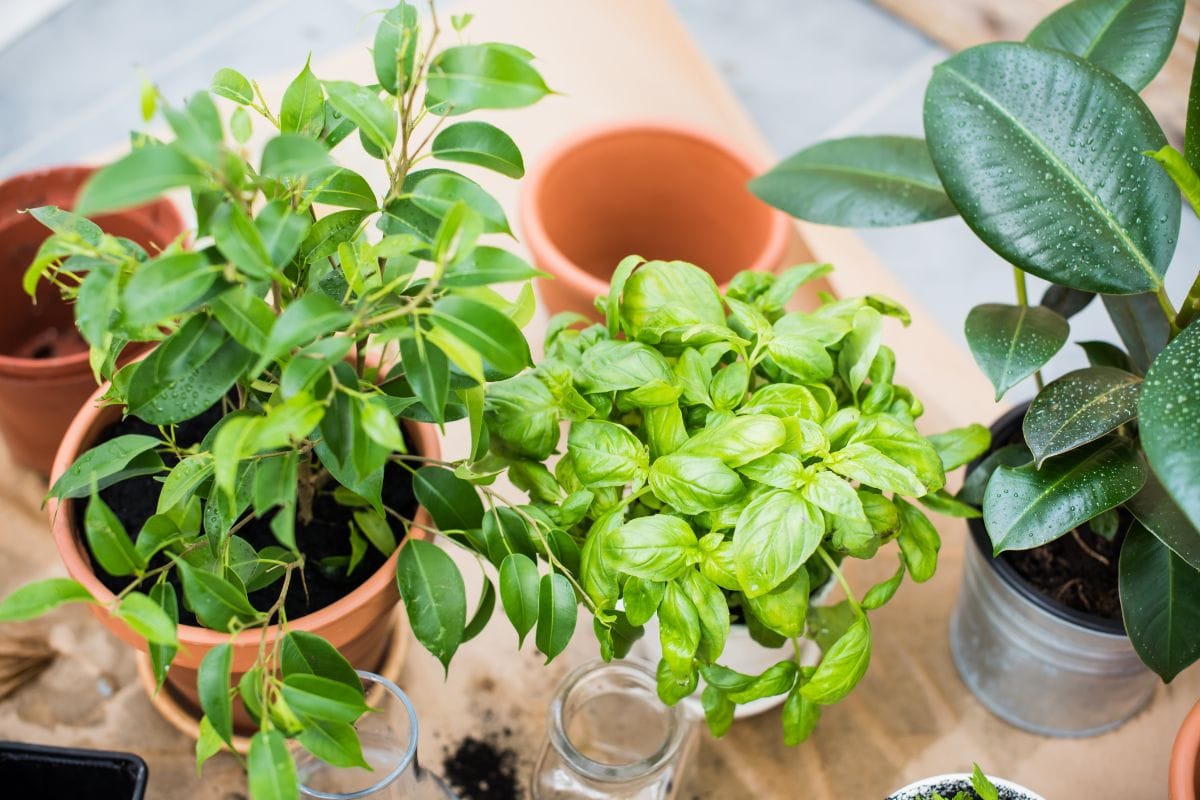 Basil