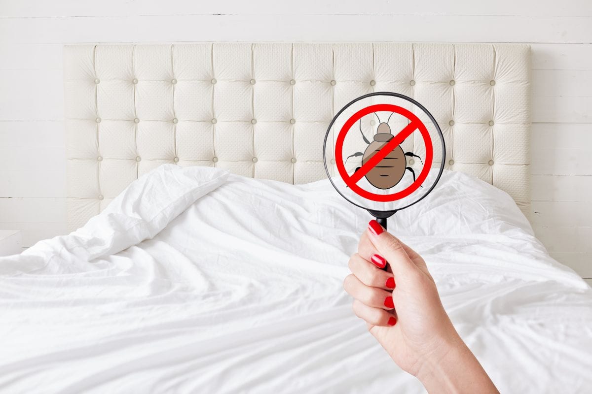 HomeTriangle Guides: Is Bed Bug Control Expensive?