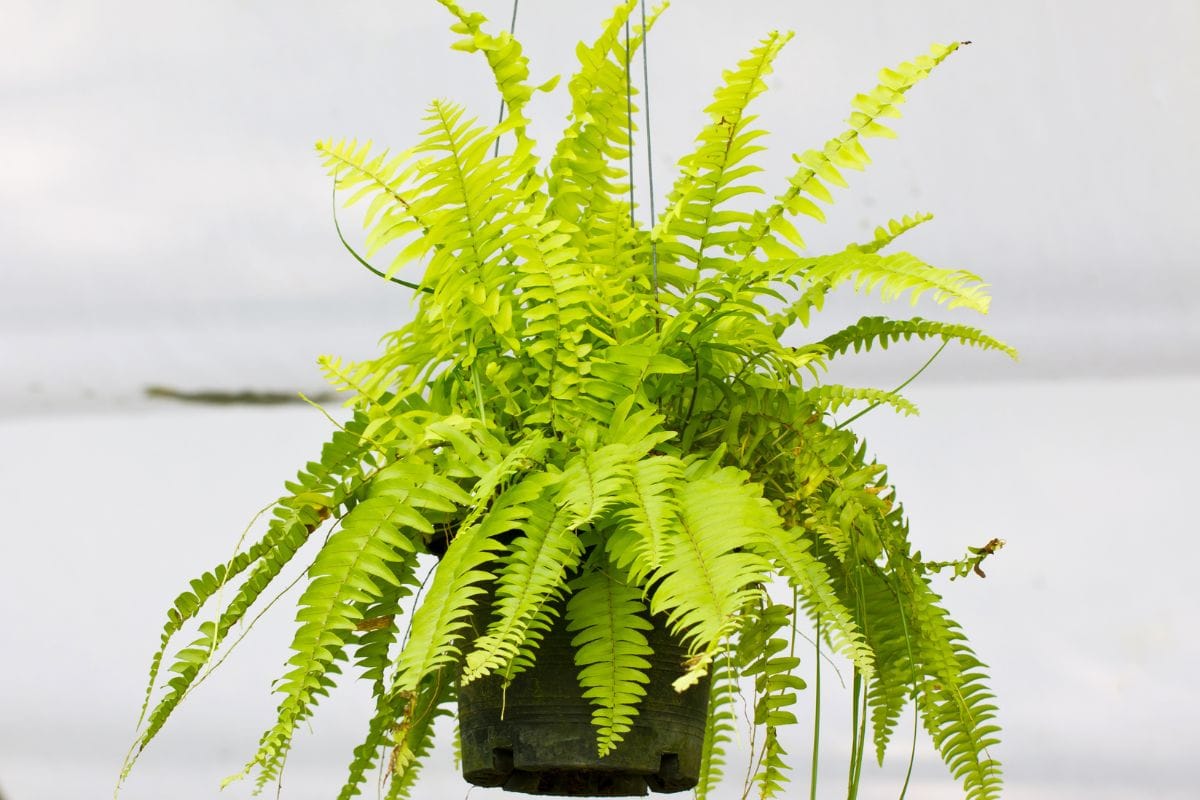 Boston Fern or Nephrolepis exaltata