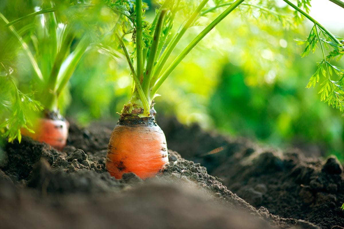 Carrots