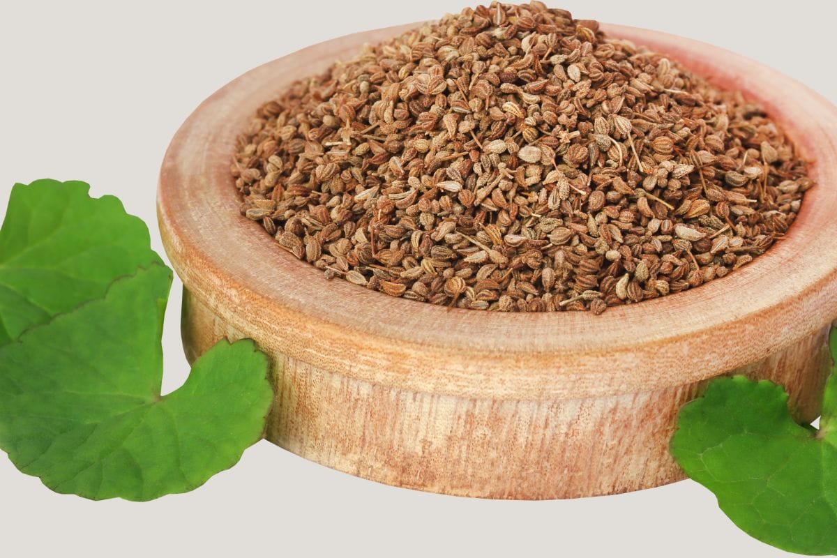 Chew ajwain seeds