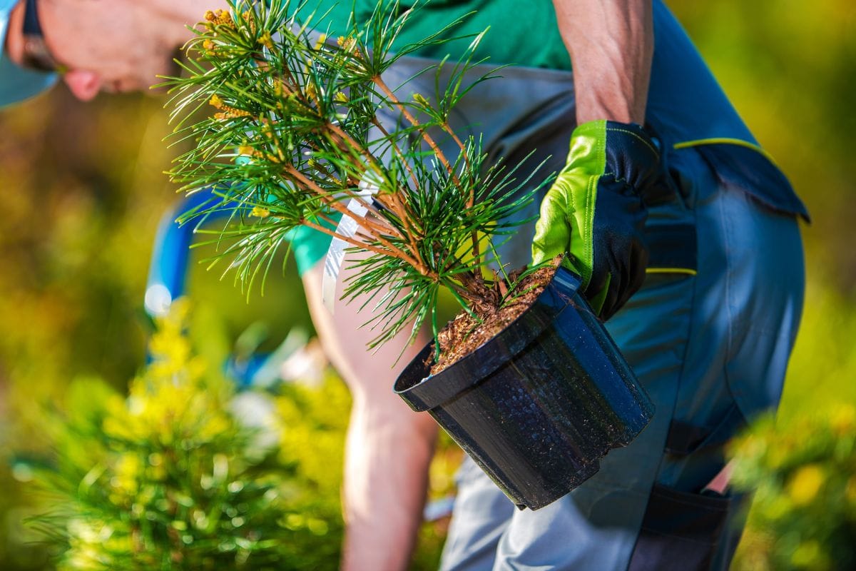 Choose The Right Plants