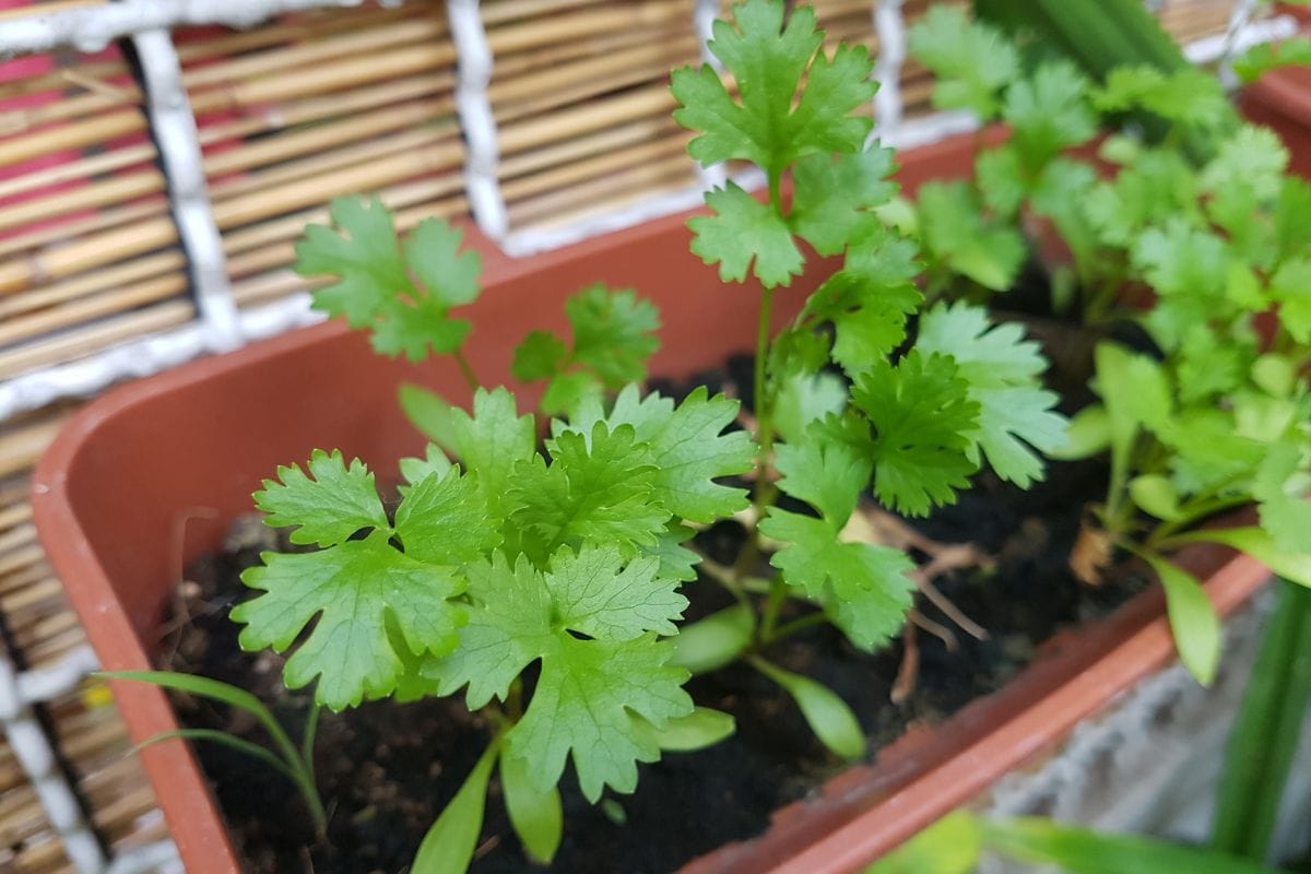 Cilantro