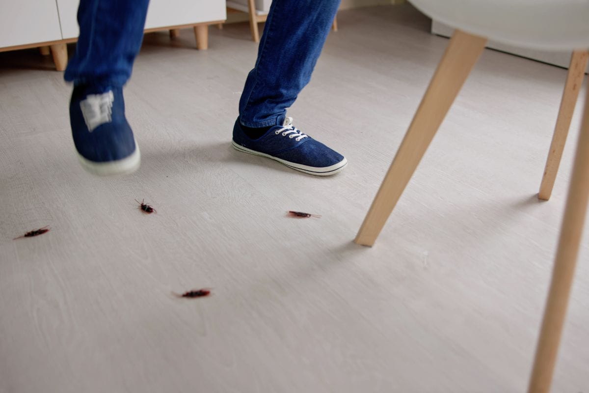 Cockroach, Mosquitoes, Spider Control Method