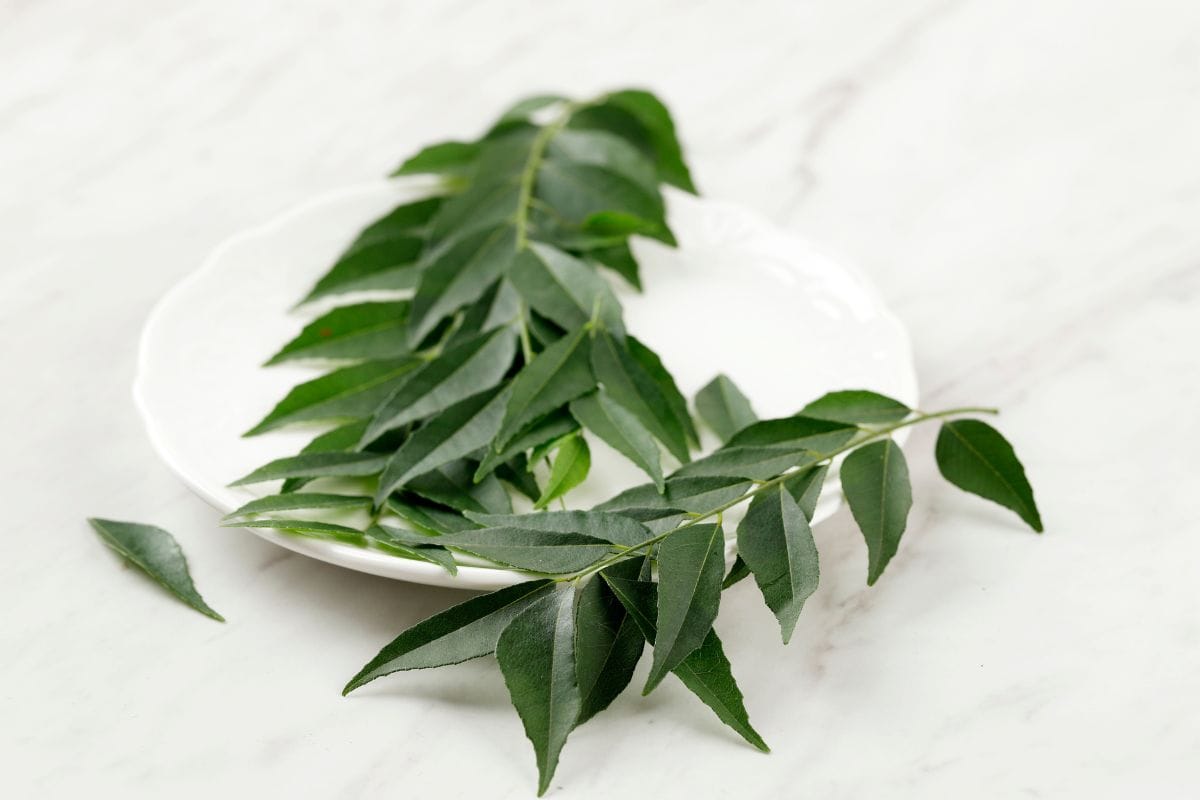 Curry Leaves or Kadi Patta :