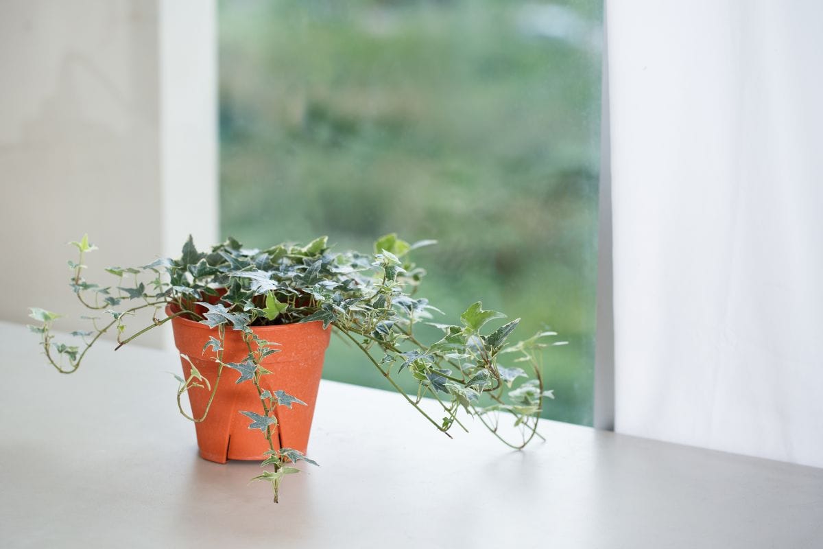 English Ivy or Hedera helix