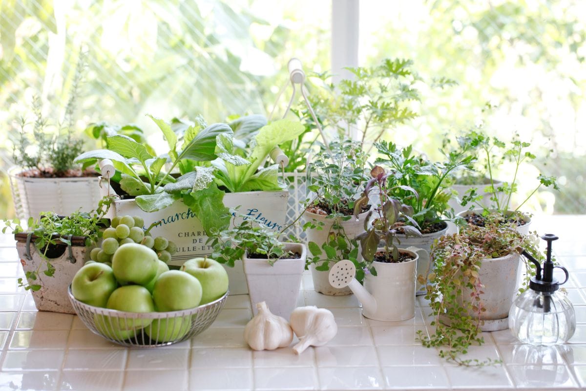 Garden