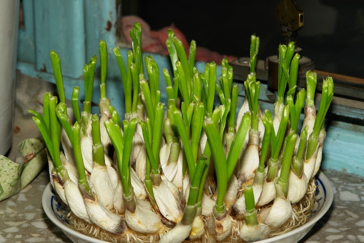 Garlic sprouts.