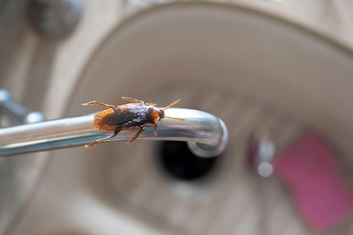 Get Rid of Flies, Cockroaches and Other Pests