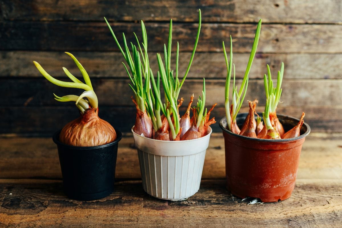 Green Onion