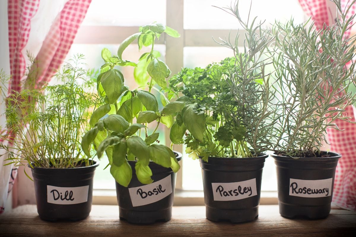 Herbs in your Kitchen