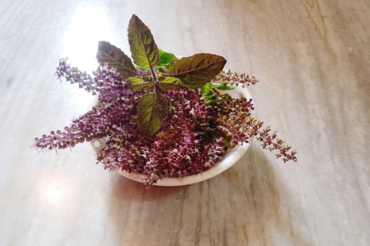 Holy Basil / Tulasi