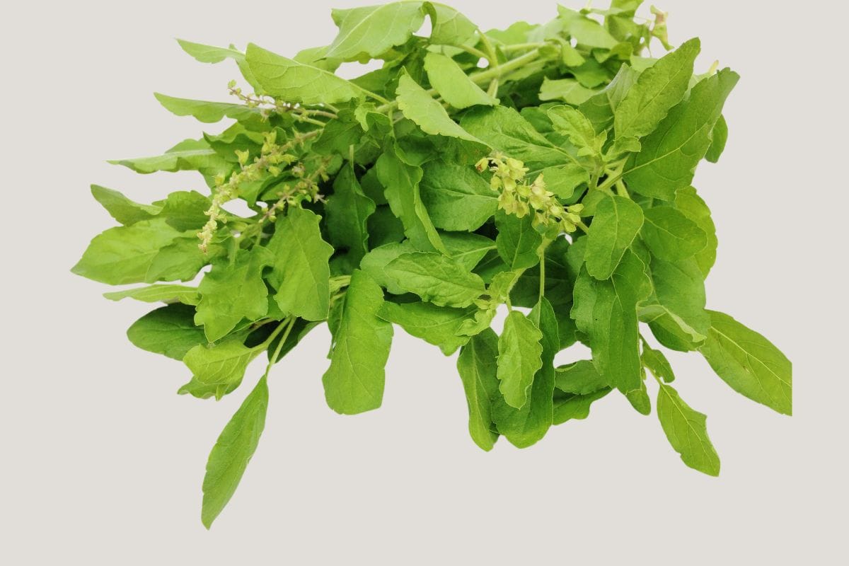 Holy Basil or Tulsi